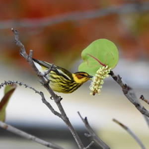 cape may warbler